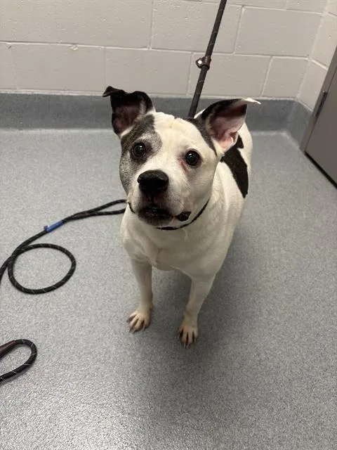 An adult medium-sized female Pit Bull Terrier dog named Mama Coco for adoption in Indianapolis, IN