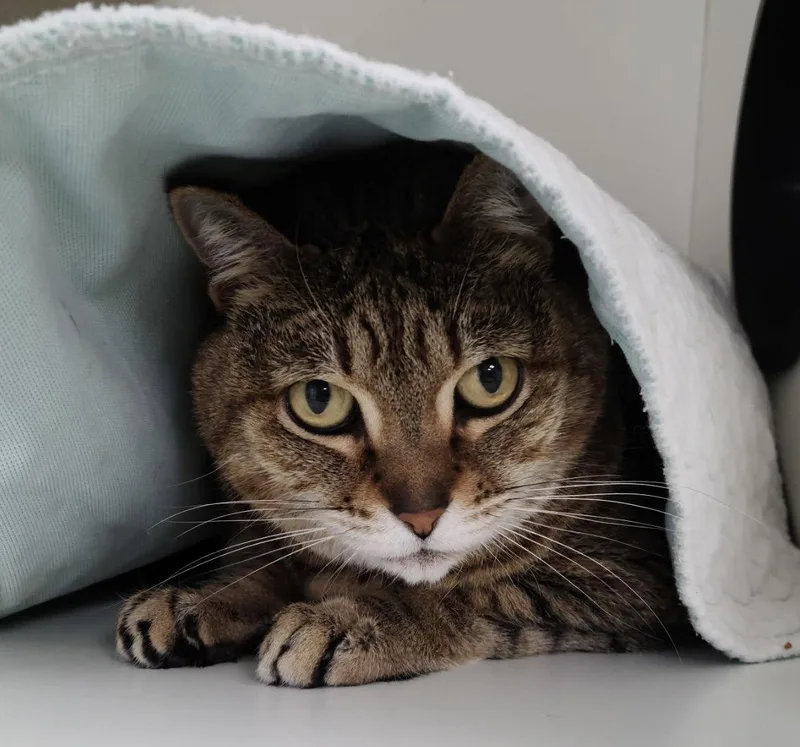 A senior medium-sized female Domestic Short Hair cat named Brea for adoption in Satellite Beach, FL