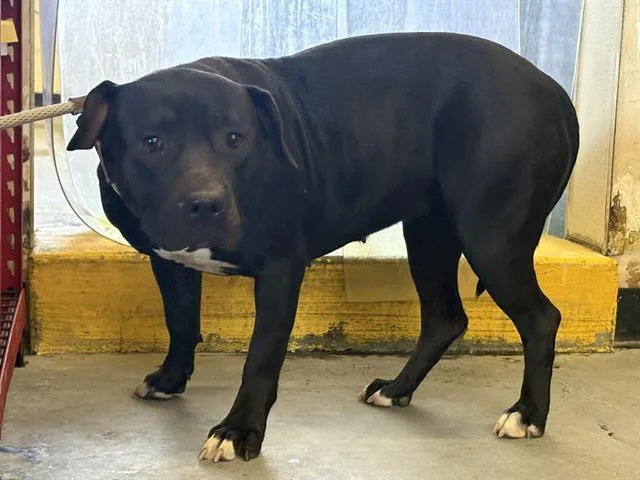 An adult large-sized female Pit Bull Terrier dog named Paisley for adoption in Camarillo, CA