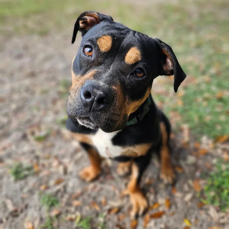 Chaka Khan thumbnail 2