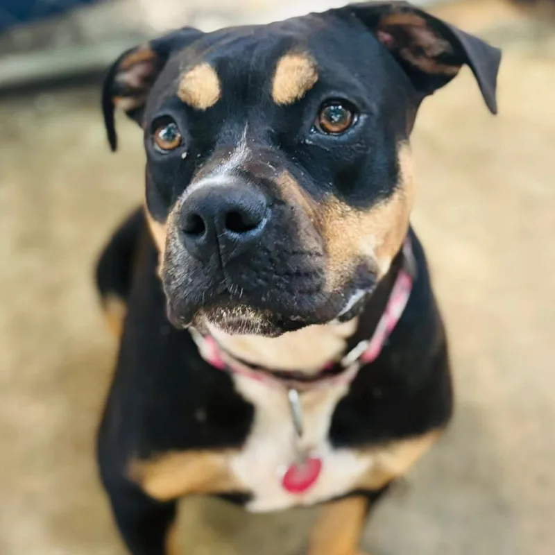 Chaka Khan thumbnail 3