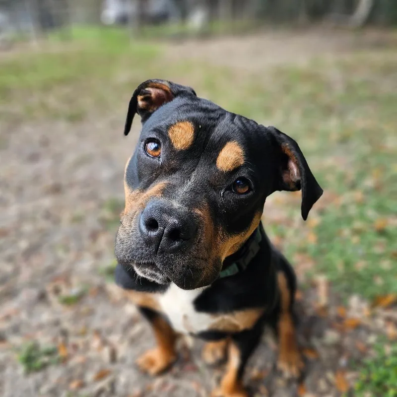 Chaka Khan thumbnail 4