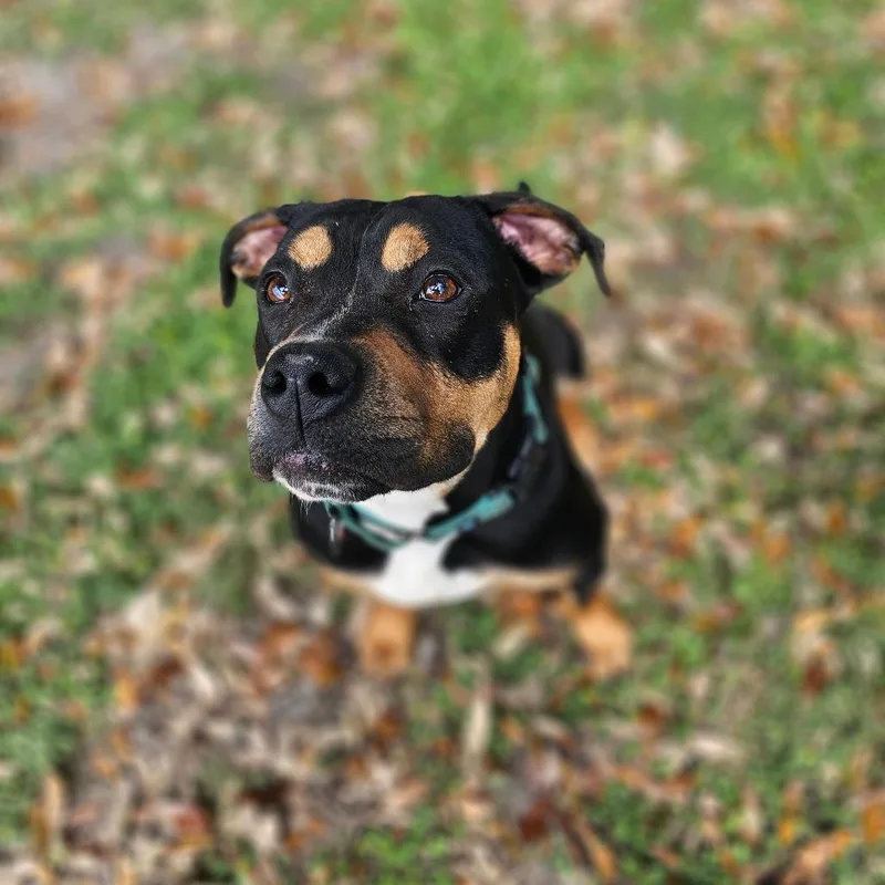 Chaka Khan thumbnail 6