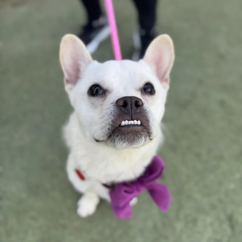 Tracksuit thumbnail 2