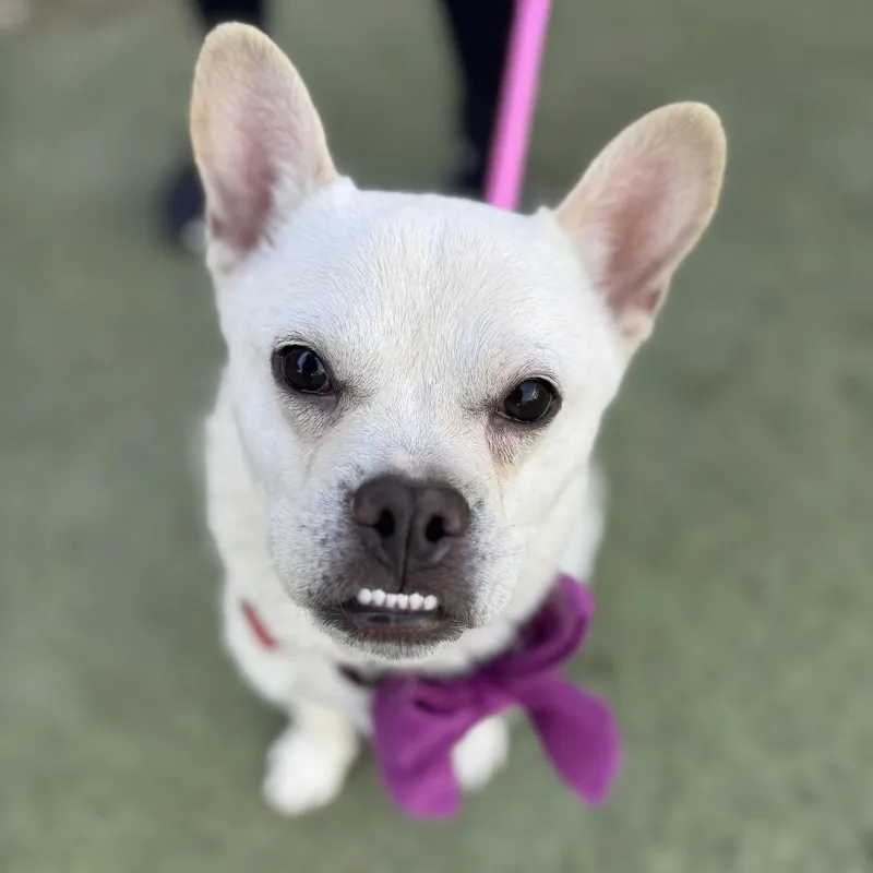 Tracksuit thumbnail 3