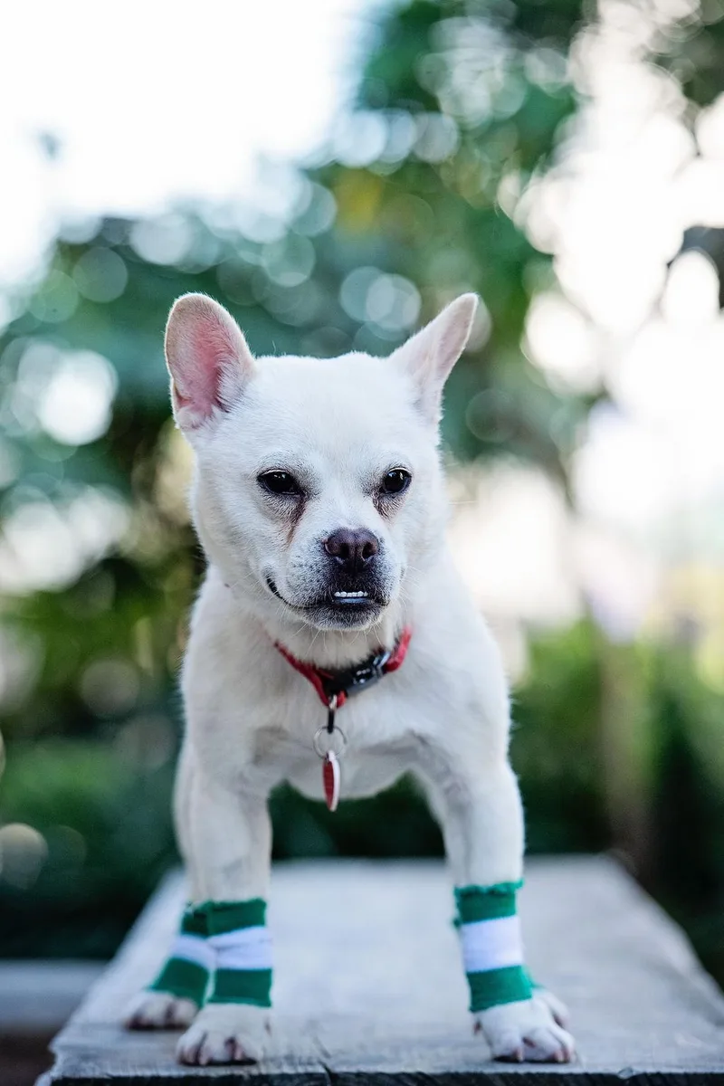 Tracksuit thumbnail 4