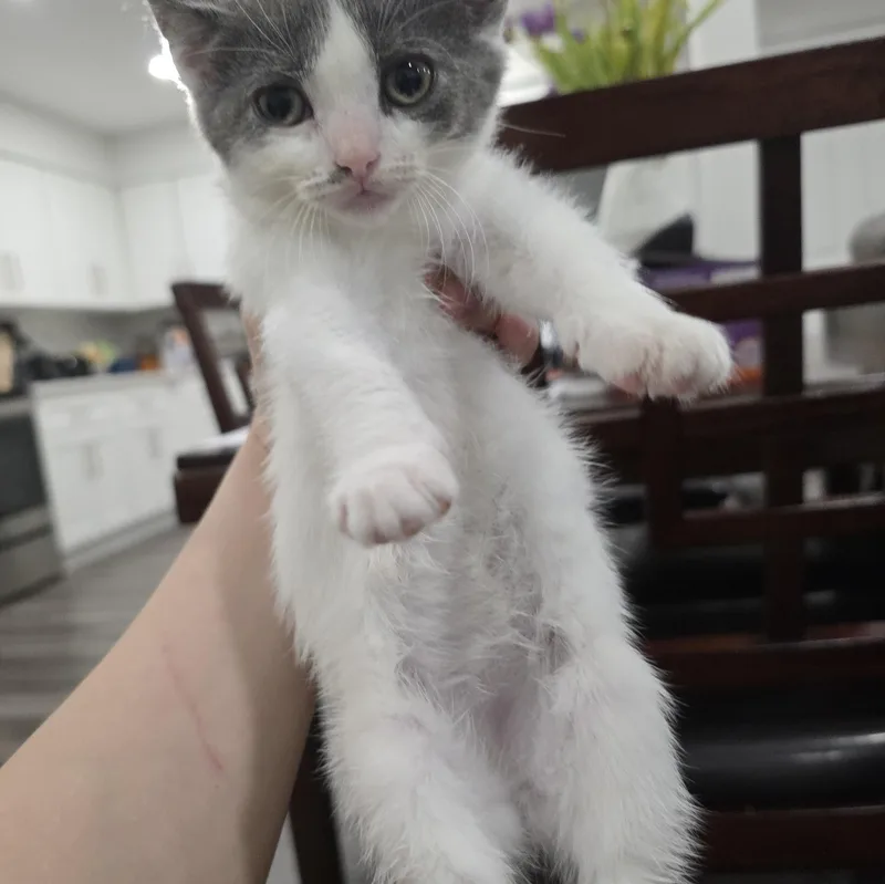 A baby medium-sized female Gray & White Domestic Short Hair cat named Charlotte for adoption in Moriches, NY