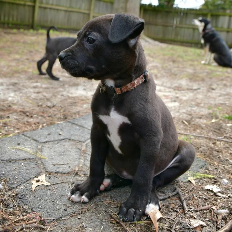 A baby medium-sized female Black Black Labrador Retriever dog named Robin for adoption in Normal, IL