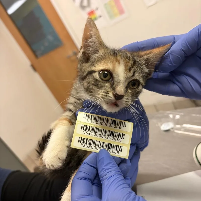 A baby small-sized male Calico Domestic Medium Hair cat named Hudson for adoption in Charleston, WV
