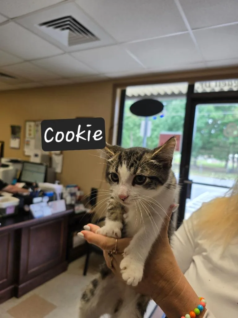 A baby small-sized male Domestic Short Hair cat named Cookie for adoption in Maumelle, AR