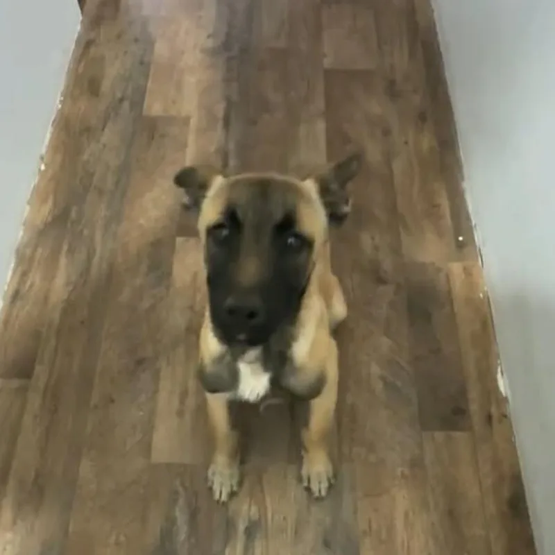 A baby small-sized female Brown / Chocolate Belgian Shepherd / Malinois dog named Itzel for adoption in San Diego, CA