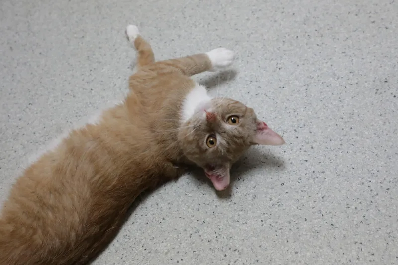 An adult large-sized male Orange & White Domestic Short Hair cat named Fred Flinstone for adoption in Rock Falls, IL