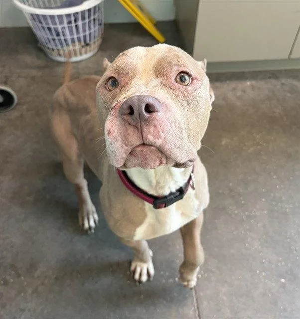 An adult medium-sized female Pit Bull Terrier dog named Coral for adoption in Tavares, FL