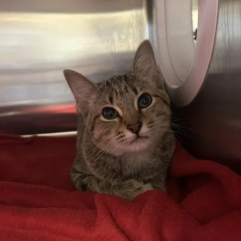 A baby small-sized male Gray / Blue / Silver Domestic Short Hair cat named Fajita for adoption in Knoxville, TN