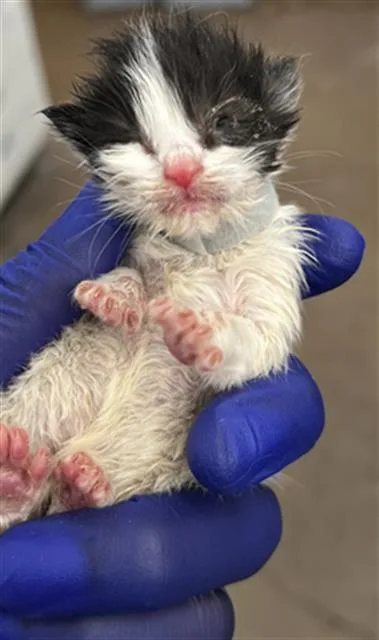 A baby medium-sized male Domestic Medium Hair cat named Ronaldo for adoption in Dallas, TX