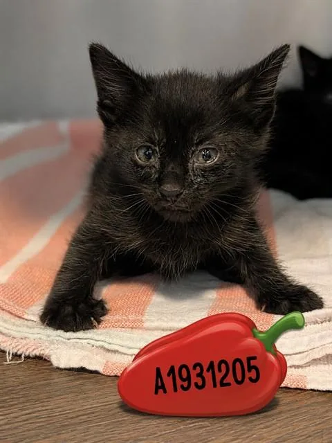 A baby small-sized female Domestic Short Hair cat named Pepper for adoption in Riverside, CA