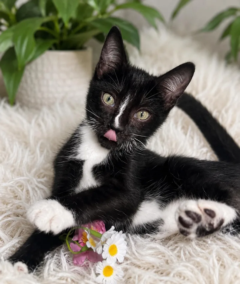 A baby small-sized male Black Domestic Short Hair cat named Wobbles for adoption in Ocean Springs, MS