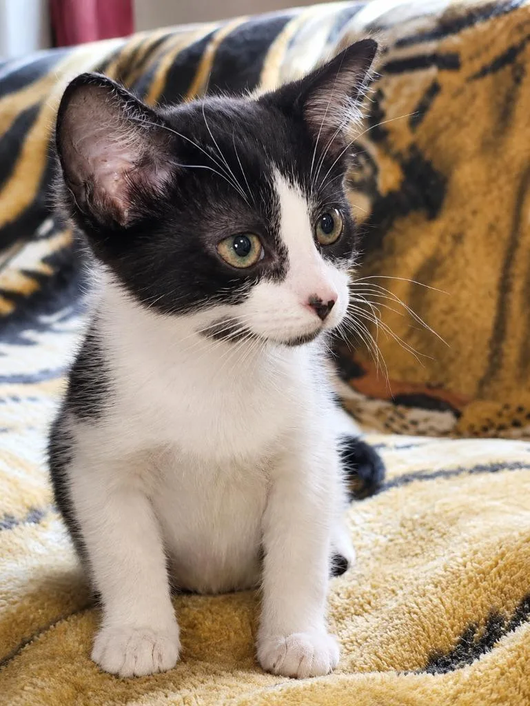 A baby medium-sized male Domestic Short Hair cat named Oreo for adoption in Warren, MI