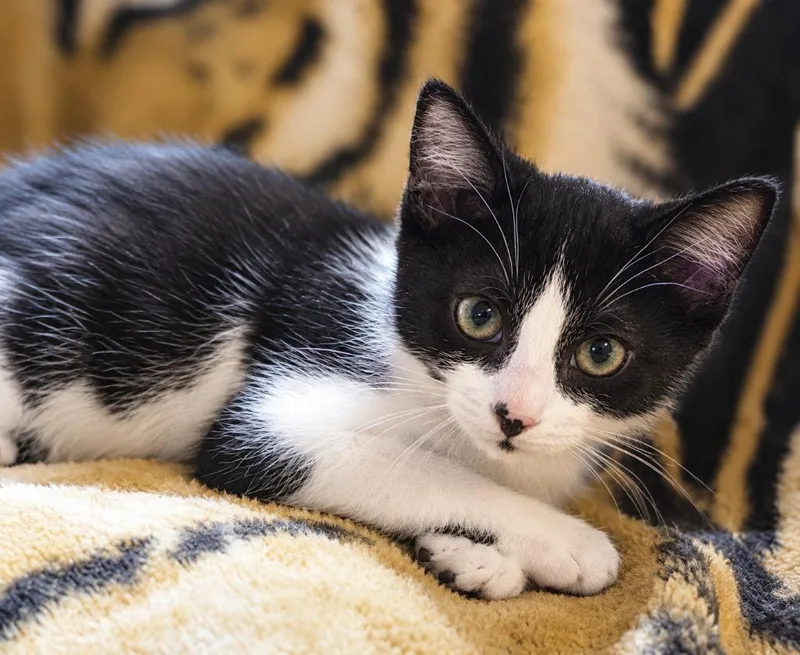 Oreo thumbnail 3