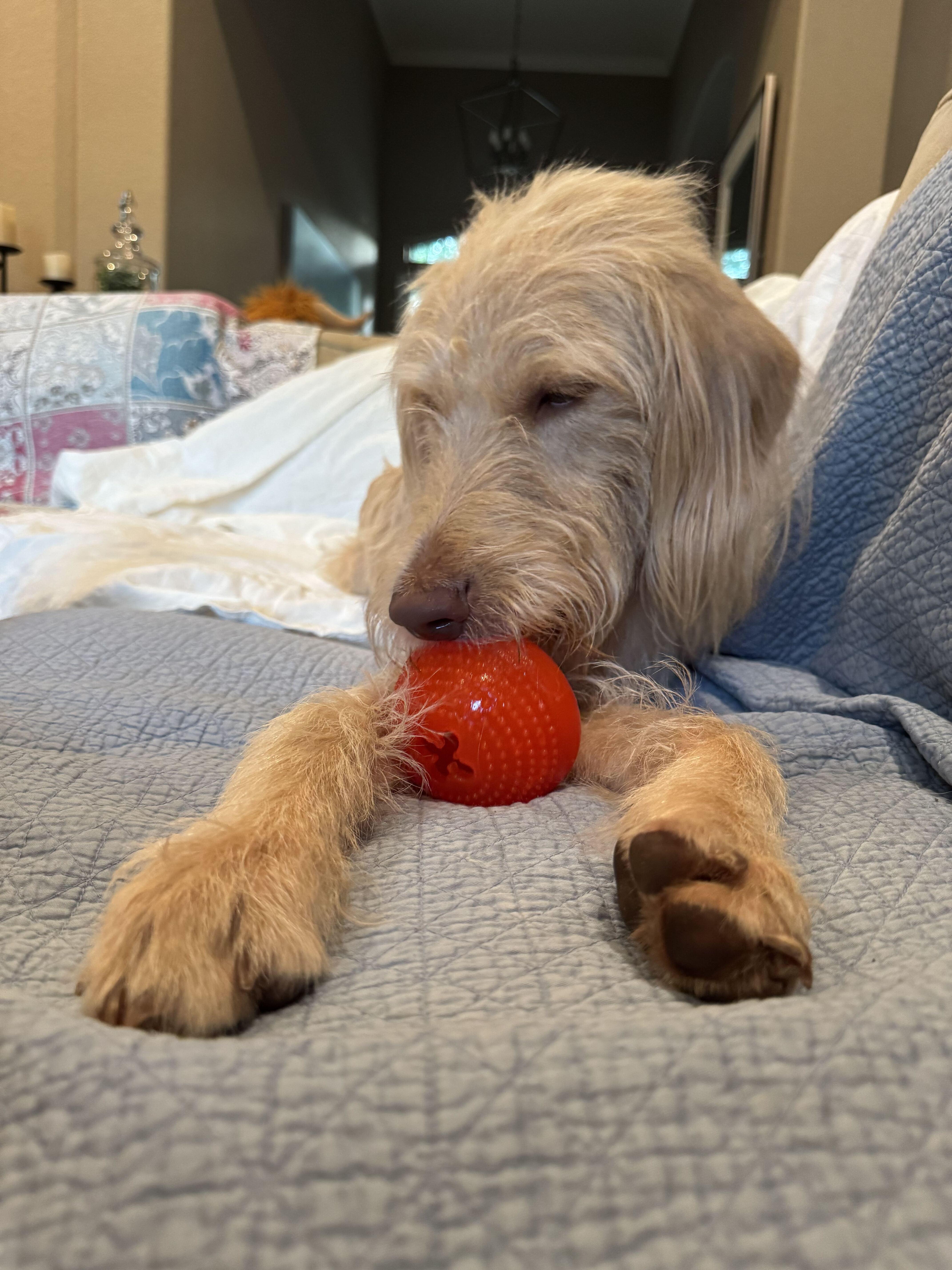 A young medium-sized male Labradoodle dog named Teddy Graham for adoption in Garland, TX