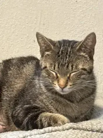 A young medium-sized female Domestic Short Hair cat named Dancer for adoption in Grand Rapids, MI