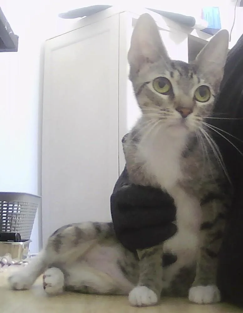 A baby medium-sized female Domestic Short Hair cat named WayWay for adoption in Anoka, MN