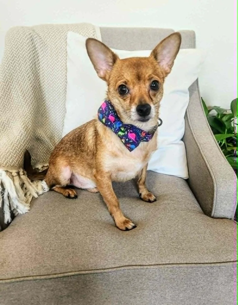 Pip