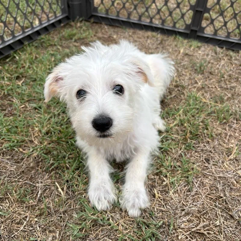 A baby medium-sized female Labradoodle dog named Annabeth for adoption in San Diego, CA