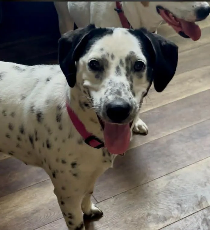 Dottie