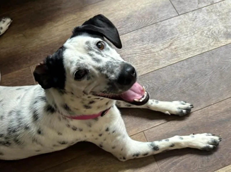 Dottie thumbnail 2