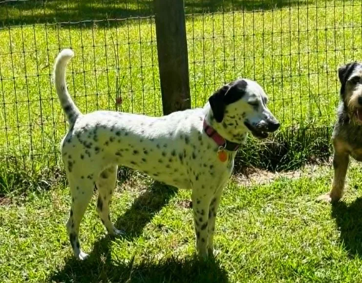 Dottie thumbnail 3