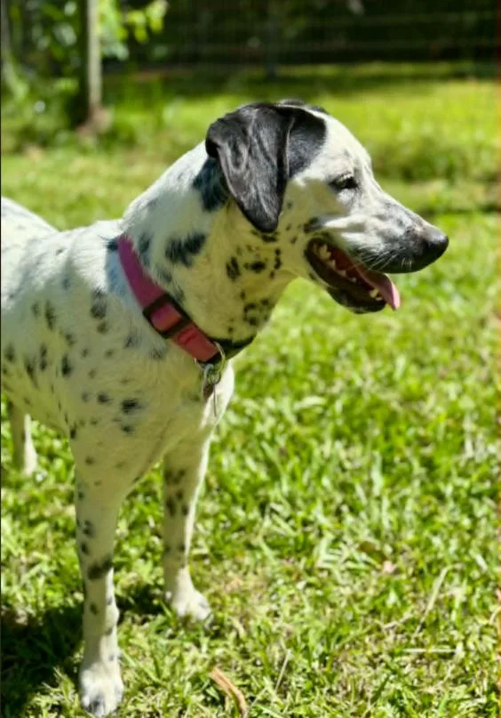Dottie thumbnail 5