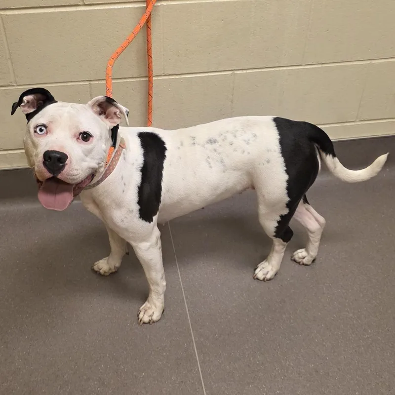 A young medium-sized female White / Cream Pit Bull Terrier dog named Winkerbelle for adoption in Norman, OK