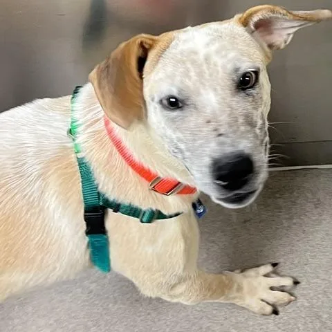 An adult medium-sized male Yellow / Tan / Blond / Fawn Cattle Dog dog named Oliver for adoption in Baltimore, MD