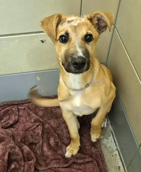A baby small-sized male German Shepherd Dog dog named Glenn for adoption in Houston, TX