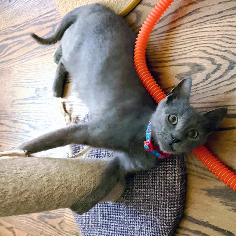 A young medium-sized male Russian Blue cat named Tokyo Purrfectsushiroll for adoption in Houston, TX