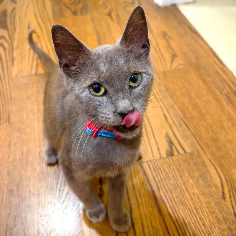 Tokyo Purrfectsushiroll thumbnail 2