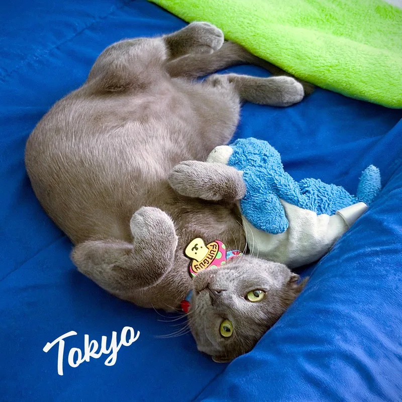 Tokyo Purrfectsushiroll thumbnail 3