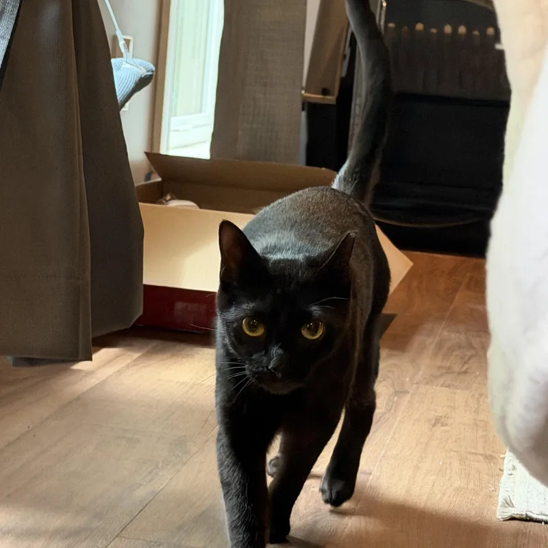 Ladarius thumbnail 2