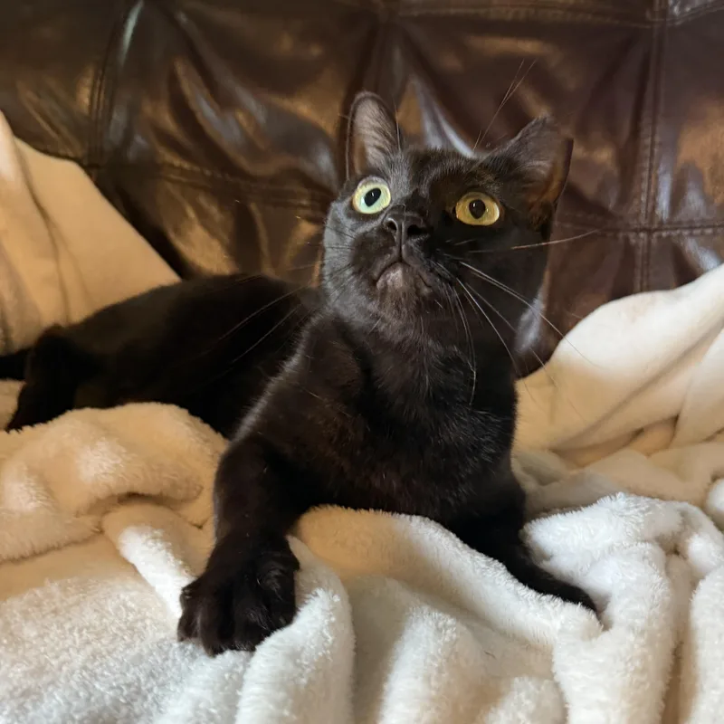 Ladarius thumbnail 3