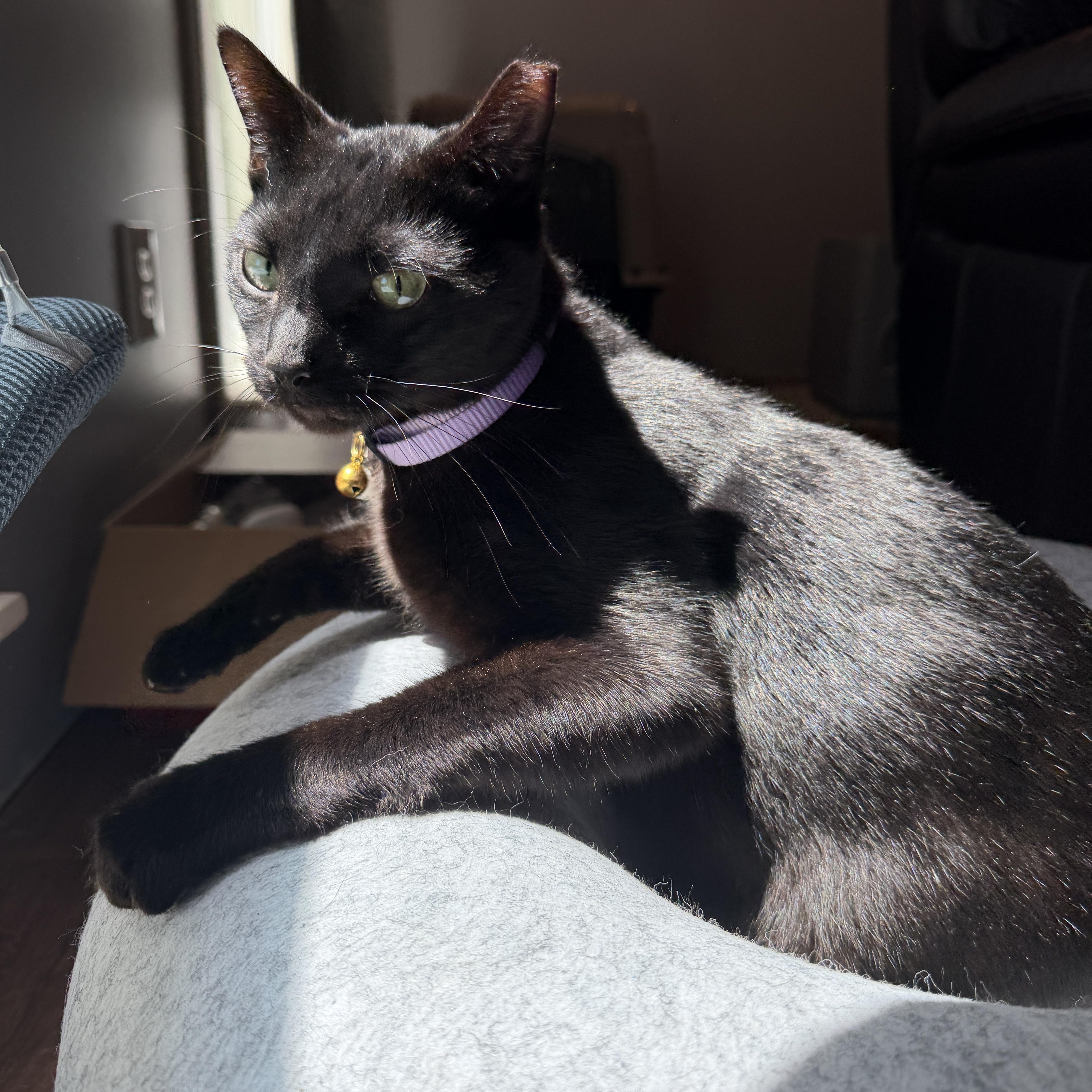 Ladarius thumbnail 4