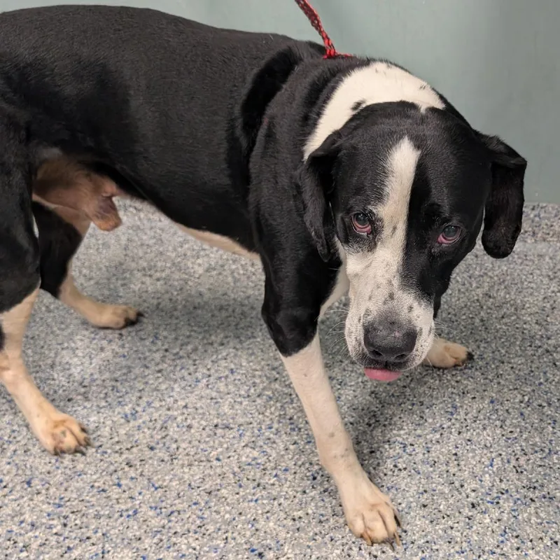 A senior large-sized male Black Labrador Retriever dog named Arfie for adoption in Greenville, SC