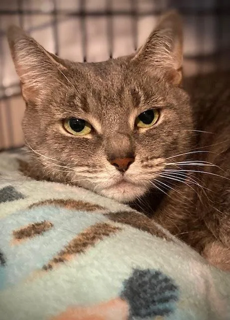 Minky