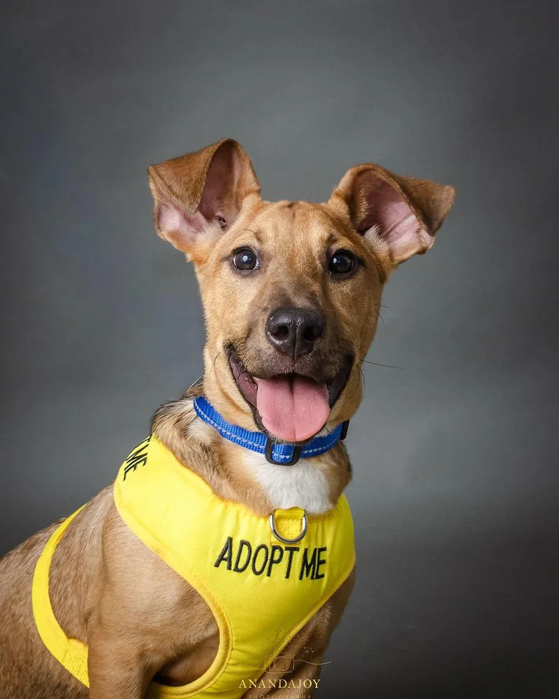 A baby small-sized male Golden Basset Hound dog named Chuey for adoption in Huntsville, TX