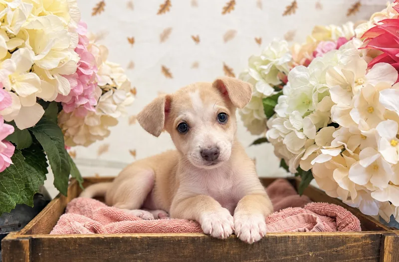 A baby medium-sized male White / Cream Terrier dog named Redwood for adoption in Newberg, OR