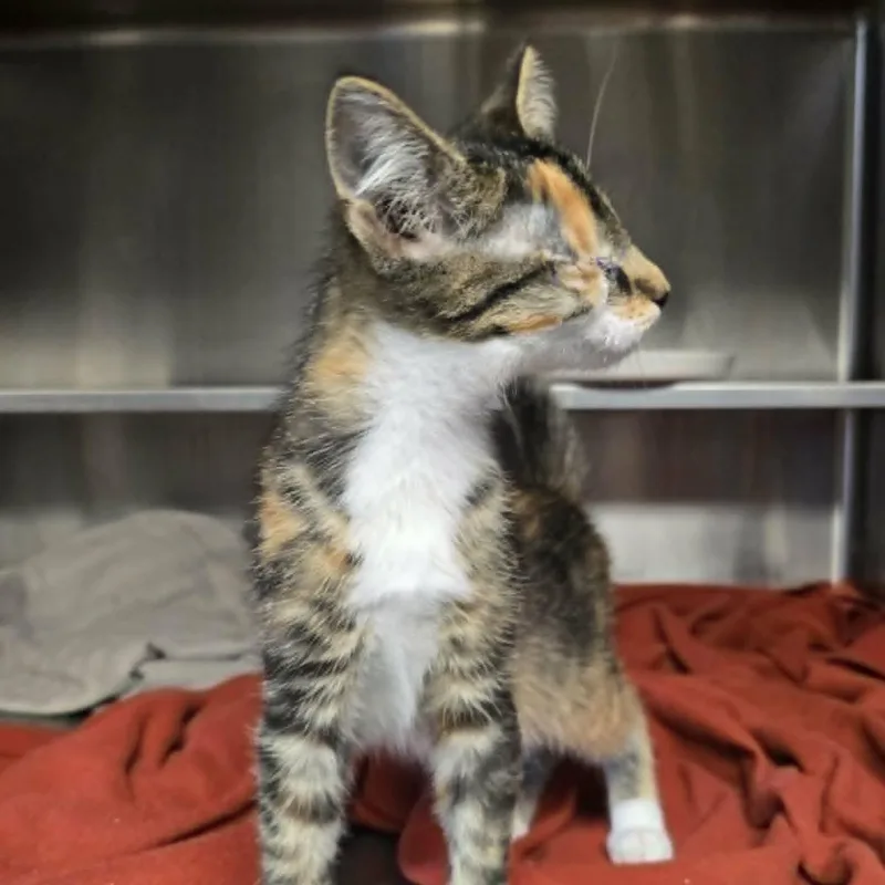 A baby medium-sized female Calico Domestic Short Hair cat named Hazy for adoption in Watertown, WI