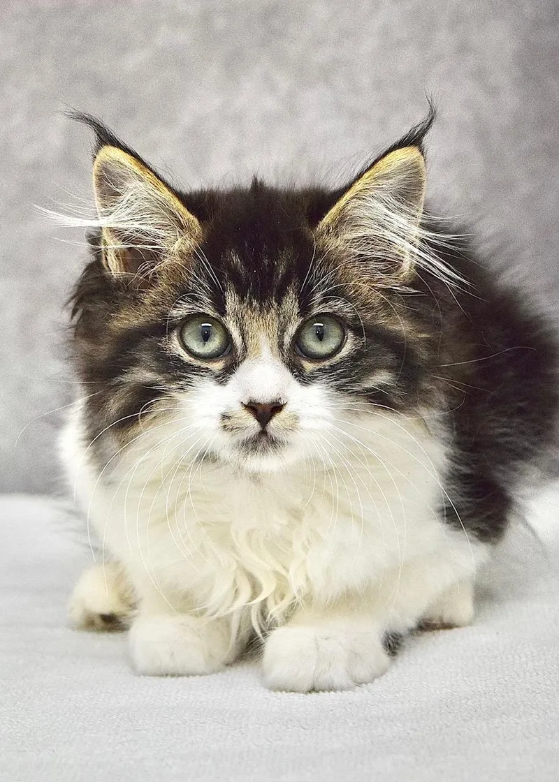 A baby medium-sized female Tabby (Brown / Chocolate) Domestic Long Hair cat named Dakota for adoption in Dublin, CA
