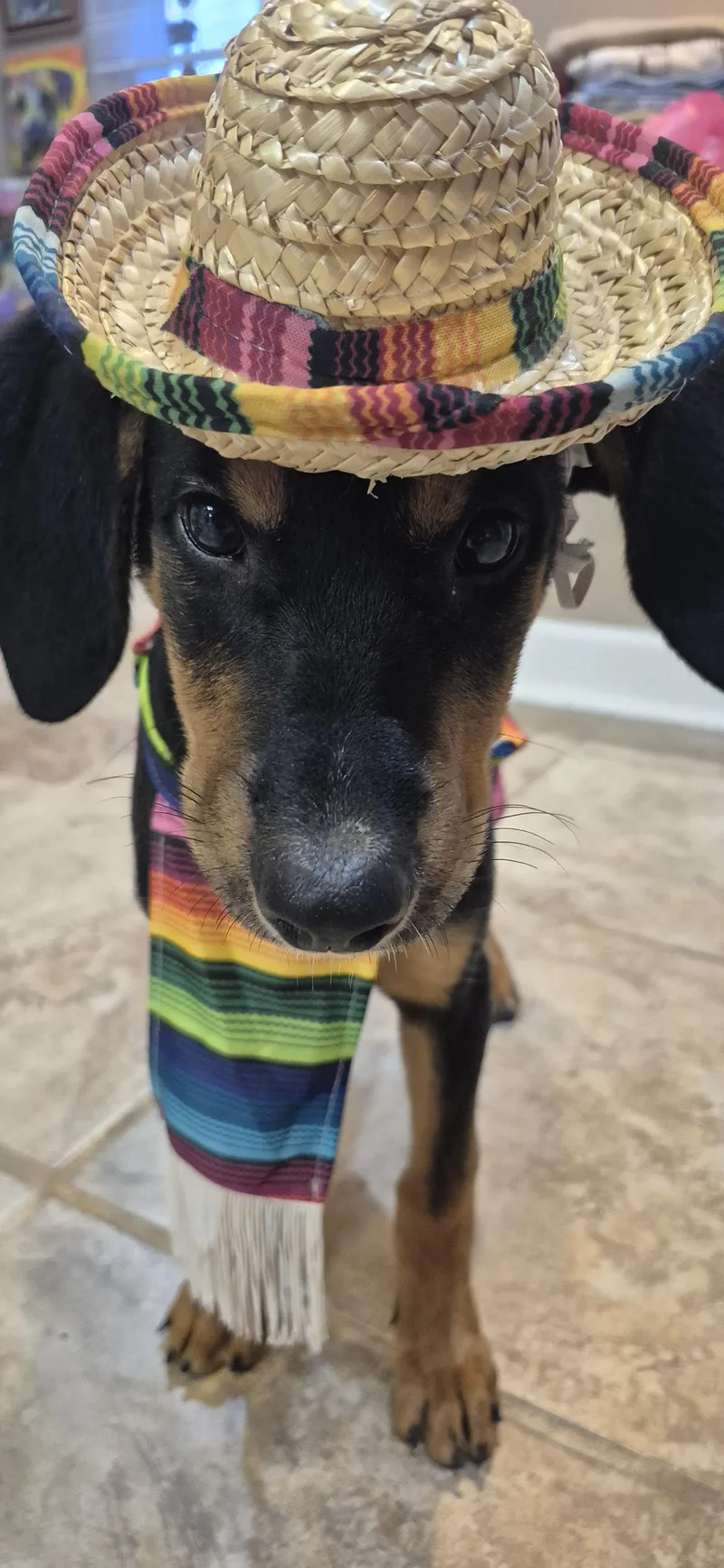 A baby medium-sized female Bicolor Hound dog named Fig for adoption in Amissville, VA