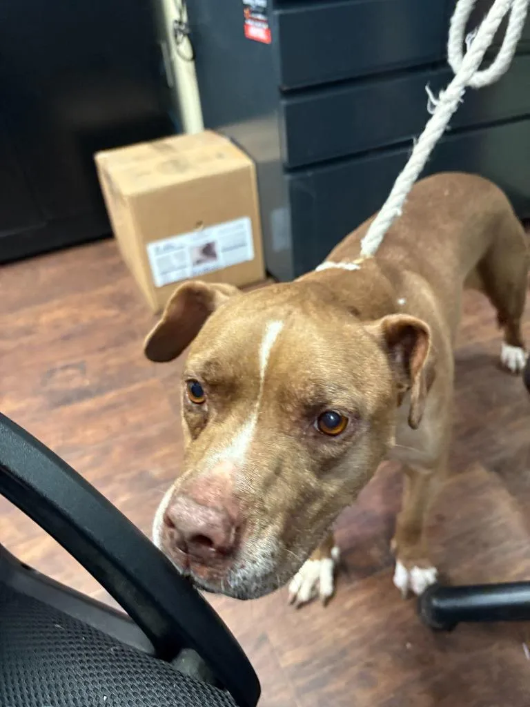 An adult medium-sized female Pit Bull Terrier dog named Dog Kennel for adoption in Greenville, TX