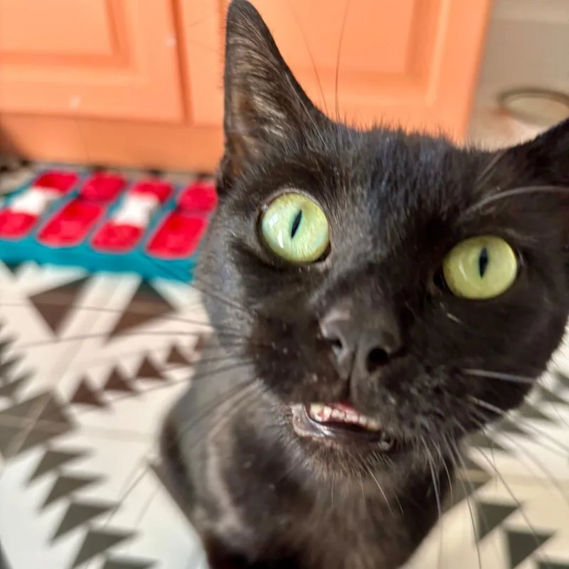 An adult medium-sized female Black Domestic Short Hair cat named Alley for adoption in Medina, OH